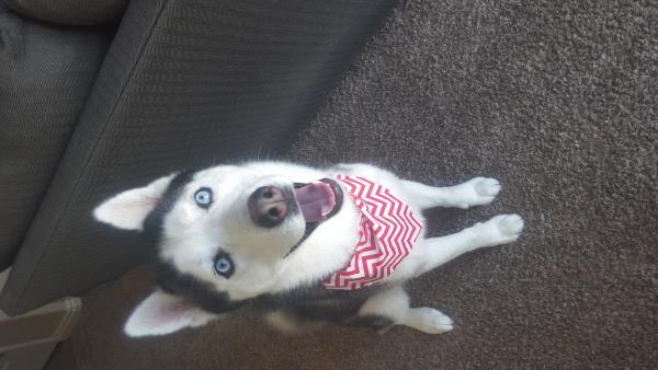 /Images/uploads/Humane Society of Utah/HSUCalendar/entries/815thumb.jpg